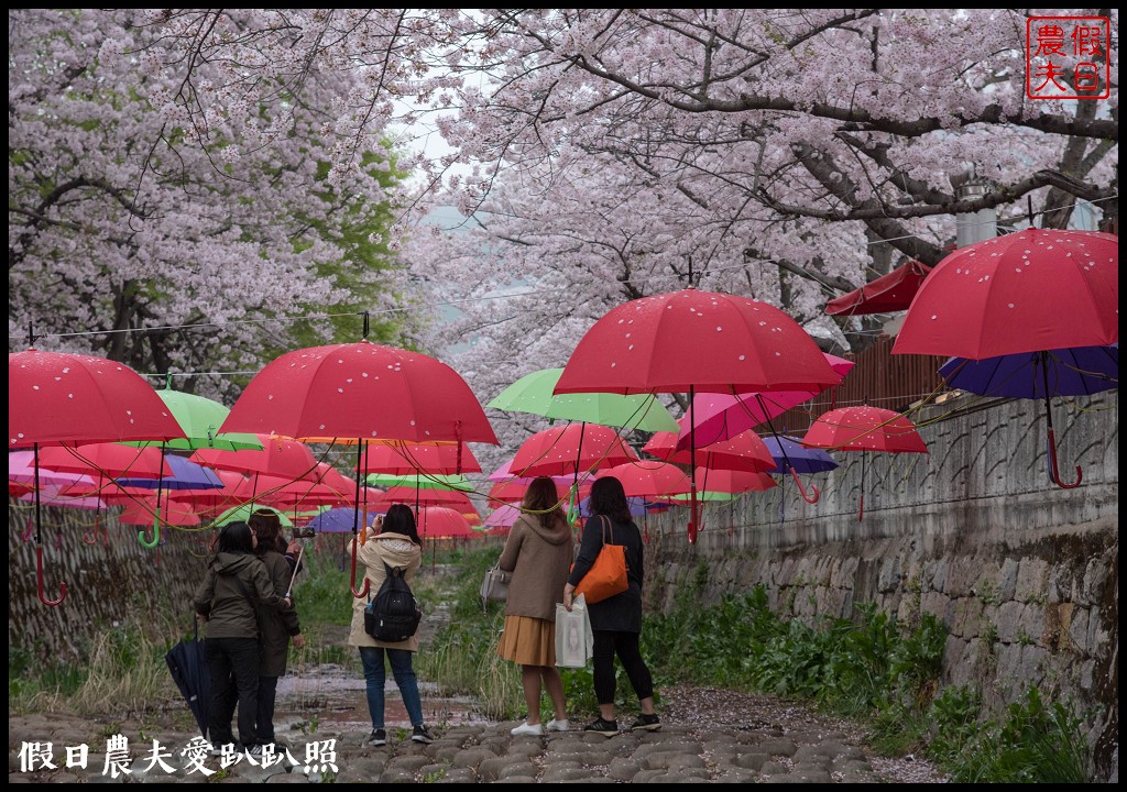 韓國旅遊 | 釜山到鎮海賞櫻一日遊．交通方式/行程安排/慶和火車站/余佐川羅曼史橋/長福山公園/鎮海軍港節/櫻花 @假日農夫愛趴趴照