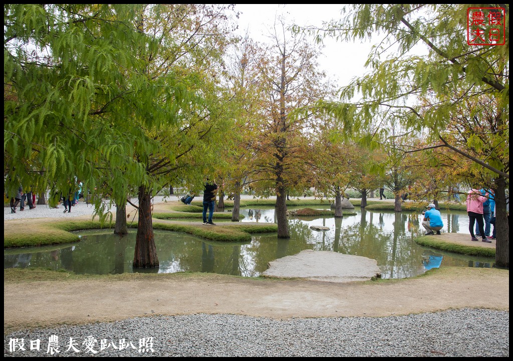 雲林景點 | 虎尾青埔落羽松秘境．日式庭園風/免費參觀 @假日農夫愛趴趴照