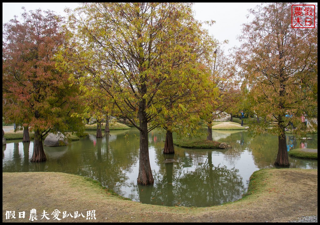 雲林景點 | 虎尾青埔落羽松秘境．日式庭園風/免費參觀 @假日農夫愛趴趴照