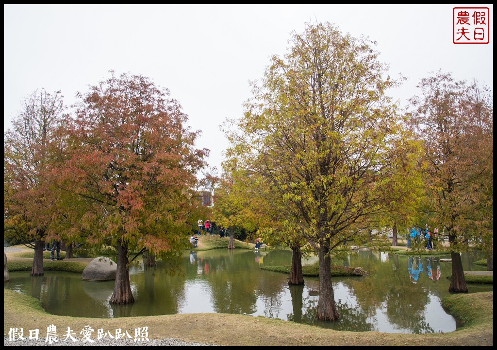 雲林景點 | 虎尾青埔落羽松秘境．日式庭園風/免費參觀 @假日農夫愛趴趴照