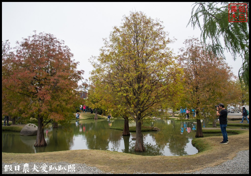 雲林景點 | 虎尾青埔落羽松秘境．日式庭園風/免費參觀 @假日農夫愛趴趴照