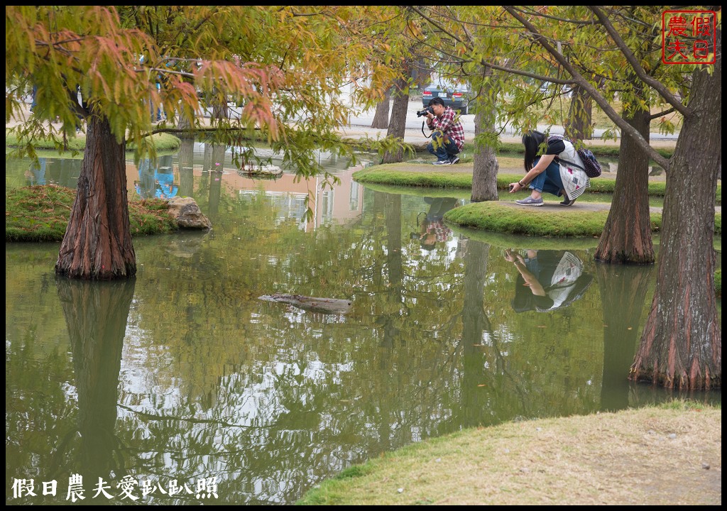 雲林景點 | 虎尾青埔落羽松秘境．日式庭園風/免費參觀 @假日農夫愛趴趴照