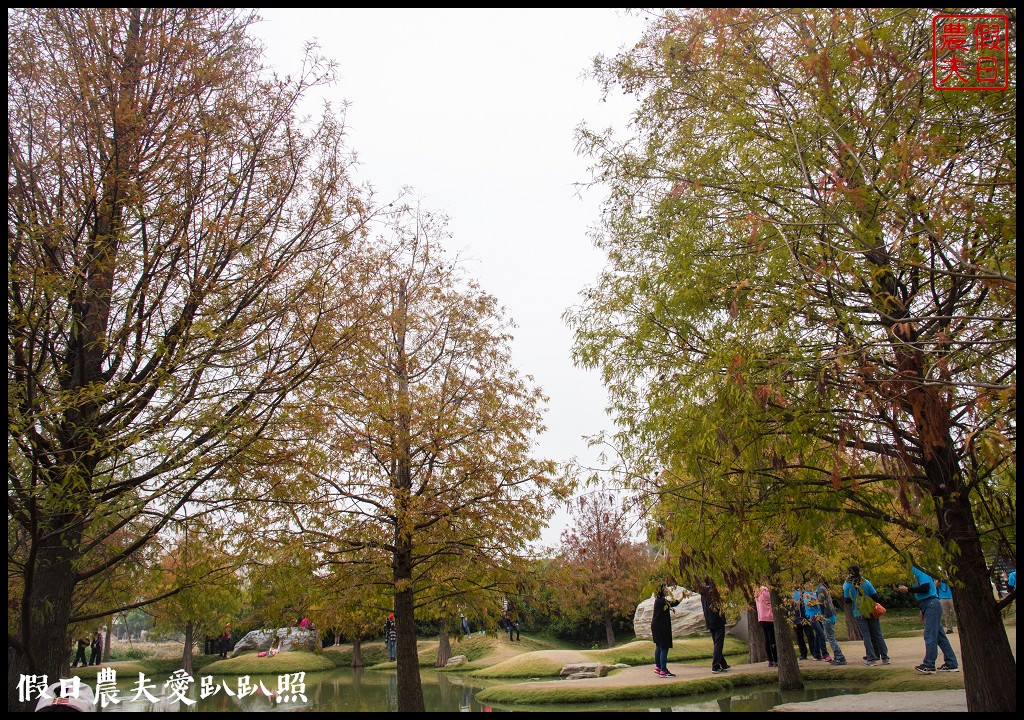 雲林景點 | 虎尾青埔落羽松秘境．日式庭園風/免費參觀 @假日農夫愛趴趴照