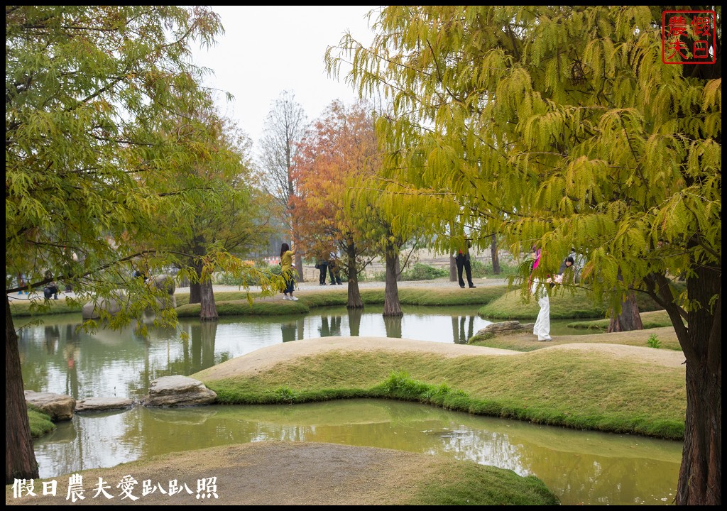 雲林景點 | 虎尾青埔落羽松秘境．日式庭園風/免費參觀 @假日農夫愛趴趴照