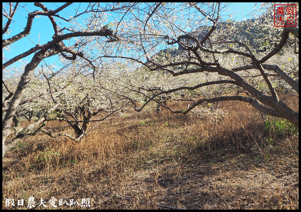 南投旅遊 | 信義外坪頂蔡家秘境梅園．古厝搭配老梅樹光影很迷人 @假日農夫愛趴趴照