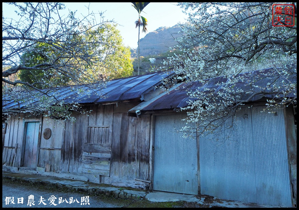 南投旅遊 | 信義外坪頂蔡家秘境梅園．古厝搭配老梅樹光影很迷人 @假日農夫愛趴趴照