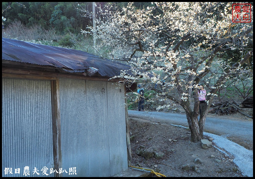 南投旅遊 | 信義外坪頂蔡家秘境梅園．古厝搭配老梅樹光影很迷人 @假日農夫愛趴趴照