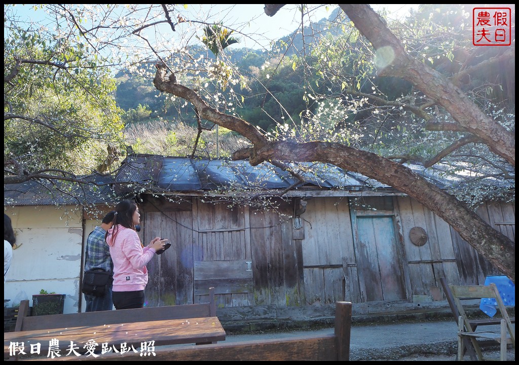 南投旅遊 | 信義外坪頂蔡家秘境梅園．古厝搭配老梅樹光影很迷人 @假日農夫愛趴趴照