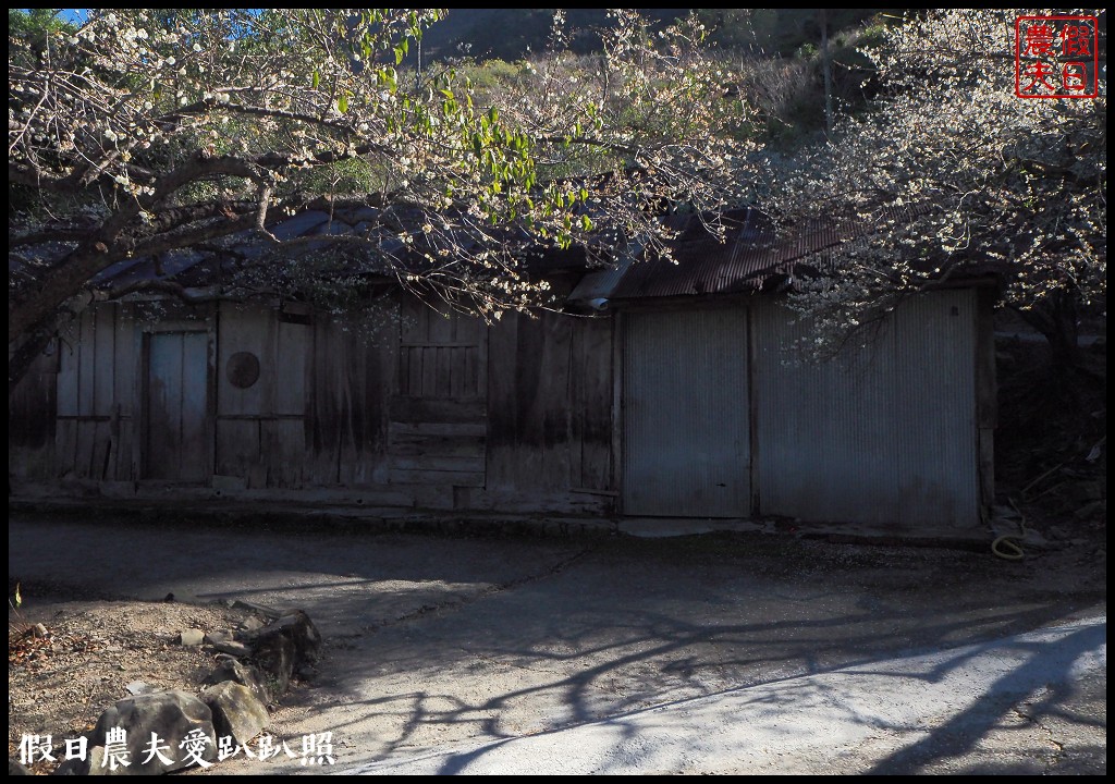 南投旅遊 | 信義外坪頂蔡家秘境梅園．古厝搭配老梅樹光影很迷人 @假日農夫愛趴趴照