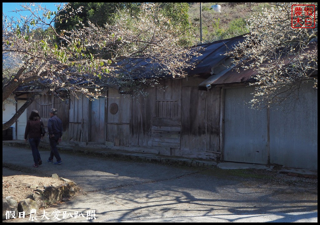 南投旅遊 | 信義外坪頂蔡家秘境梅園．古厝搭配老梅樹光影很迷人 @假日農夫愛趴趴照