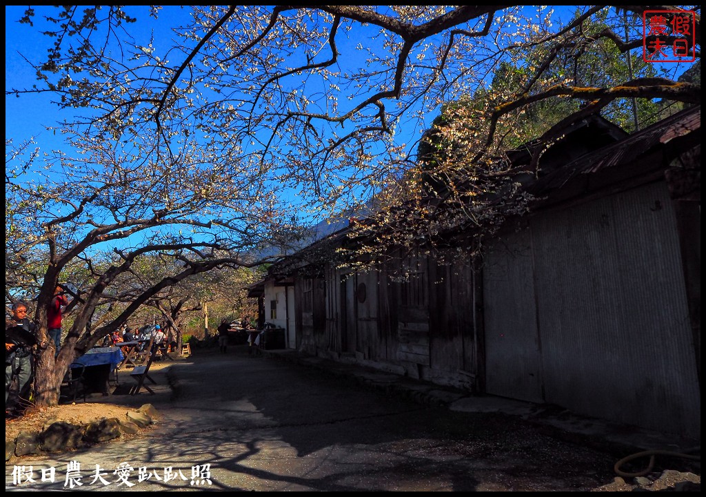 南投旅遊 | 信義外坪頂蔡家秘境梅園．古厝搭配老梅樹光影很迷人 @假日農夫愛趴趴照