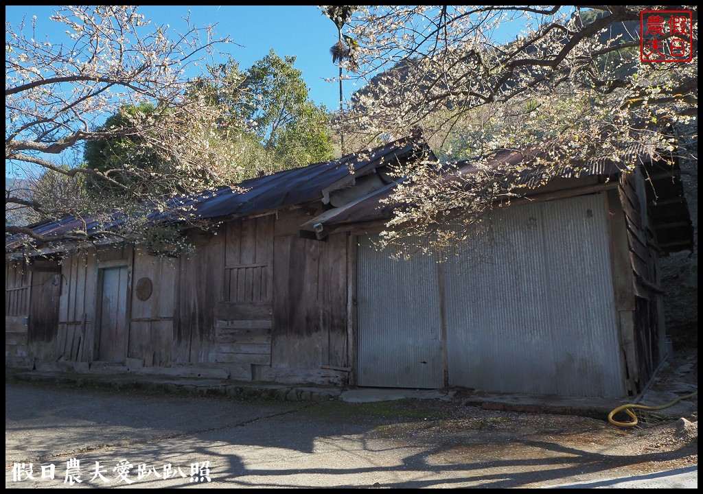 南投旅遊 | 信義外坪頂蔡家秘境梅園．古厝搭配老梅樹光影很迷人 @假日農夫愛趴趴照