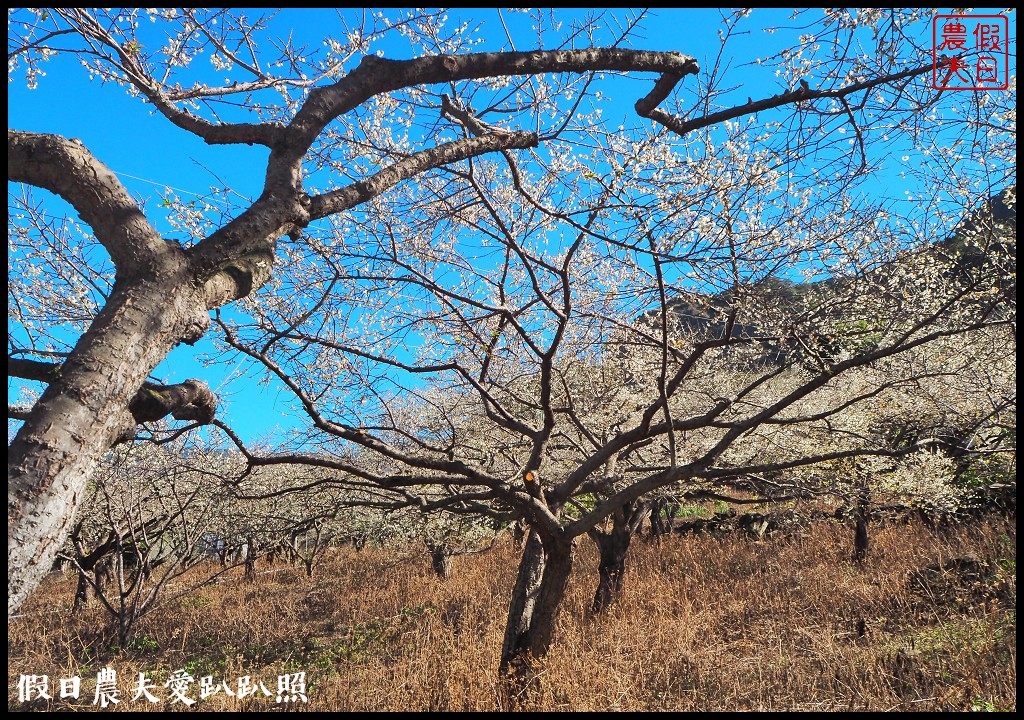 南投旅遊 | 信義外坪頂蔡家秘境梅園．古厝搭配老梅樹光影很迷人 @假日農夫愛趴趴照