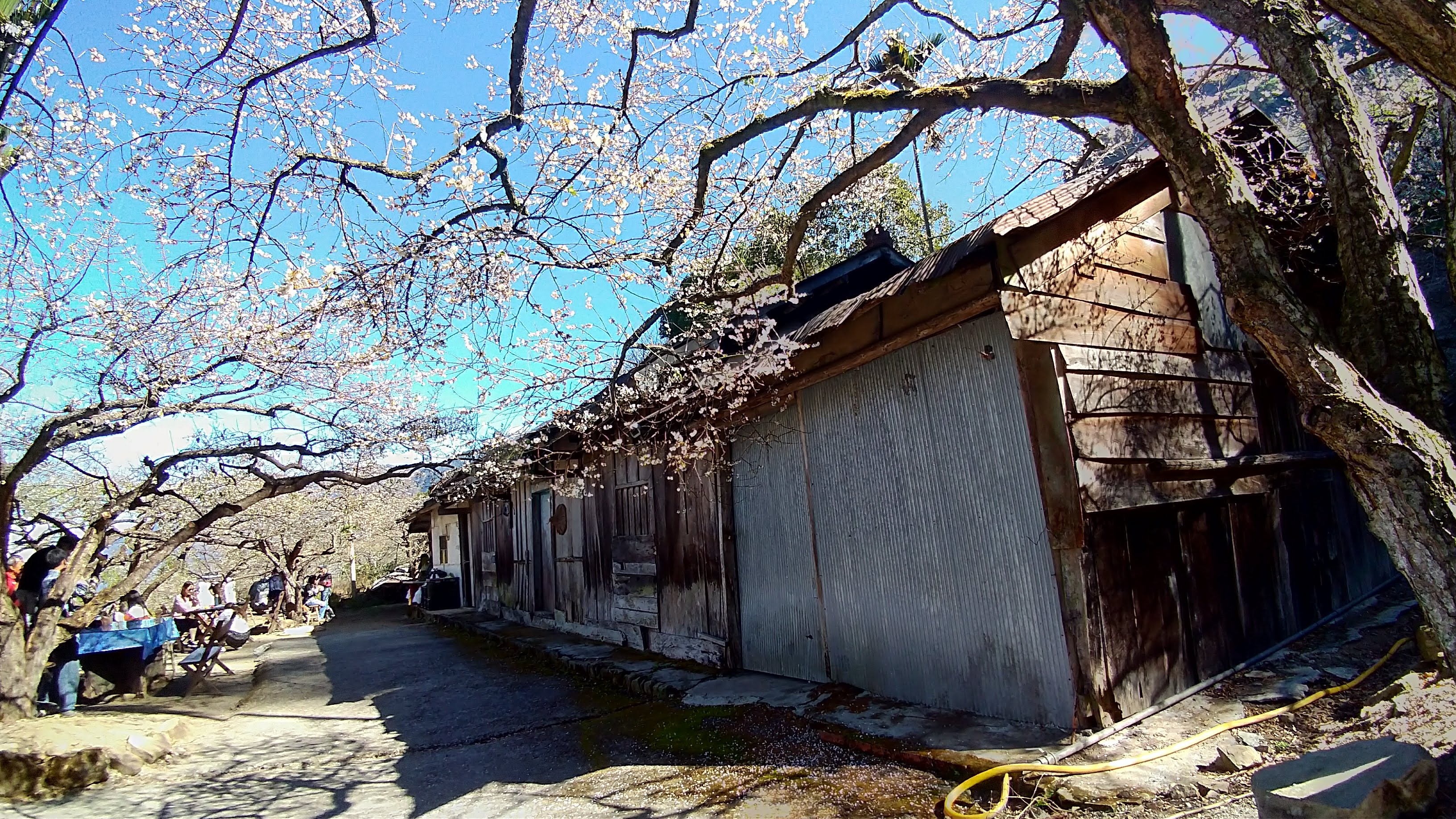 農夫愛賞花|嚴選中部賞梅花景點懶人包/風櫃斗/柳家梅園/土場梅園/梅花森林/互助國小 @假日農夫愛趴趴照