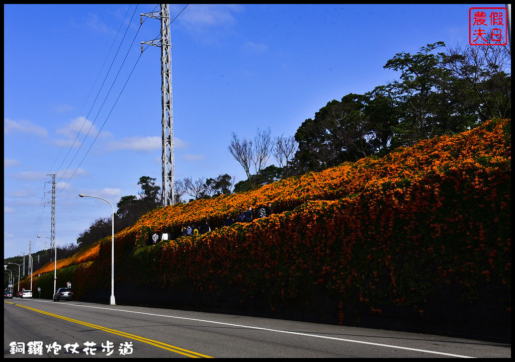 【農夫愛賞花】苗栗銅鑼炮仗花步道．走進金黃色瀑布裡/銅鑼工業區/免費參觀/一日遊/銅鑼環保公園 @假日農夫愛趴趴照