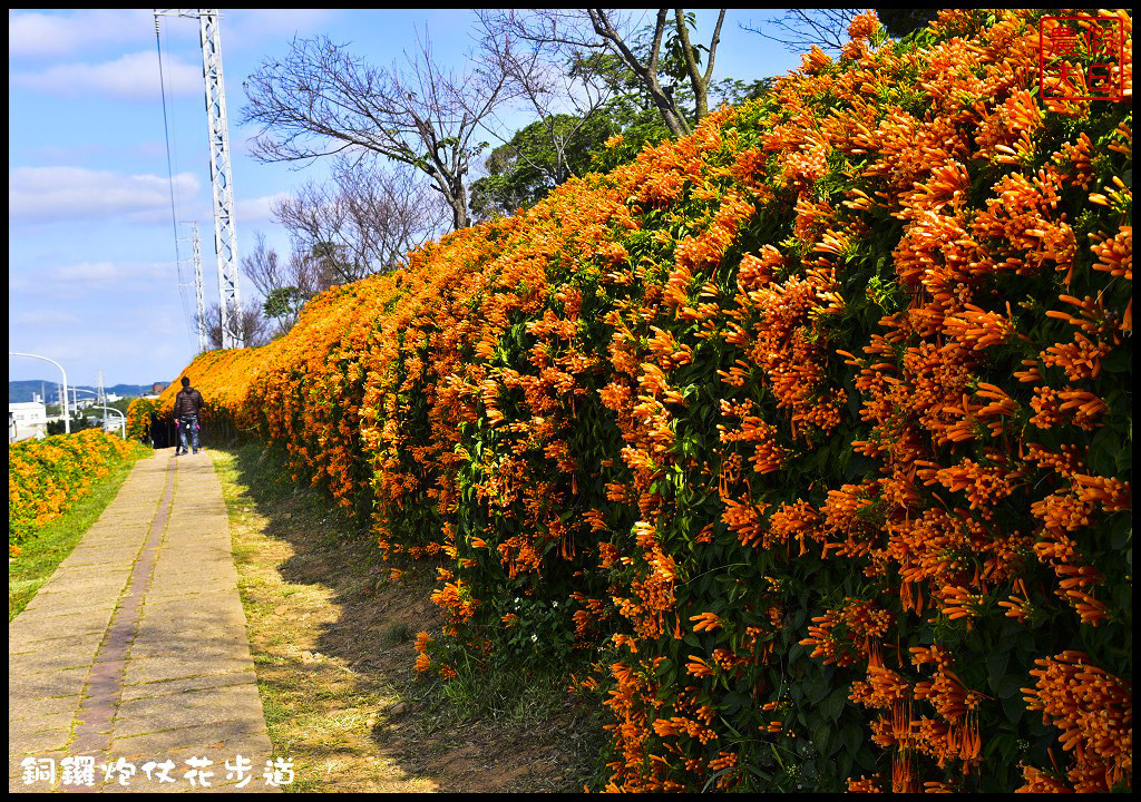 【農夫愛賞花】苗栗銅鑼炮仗花步道．走進金黃色瀑布裡/銅鑼工業區/免費參觀/一日遊/銅鑼環保公園 @假日農夫愛趴趴照