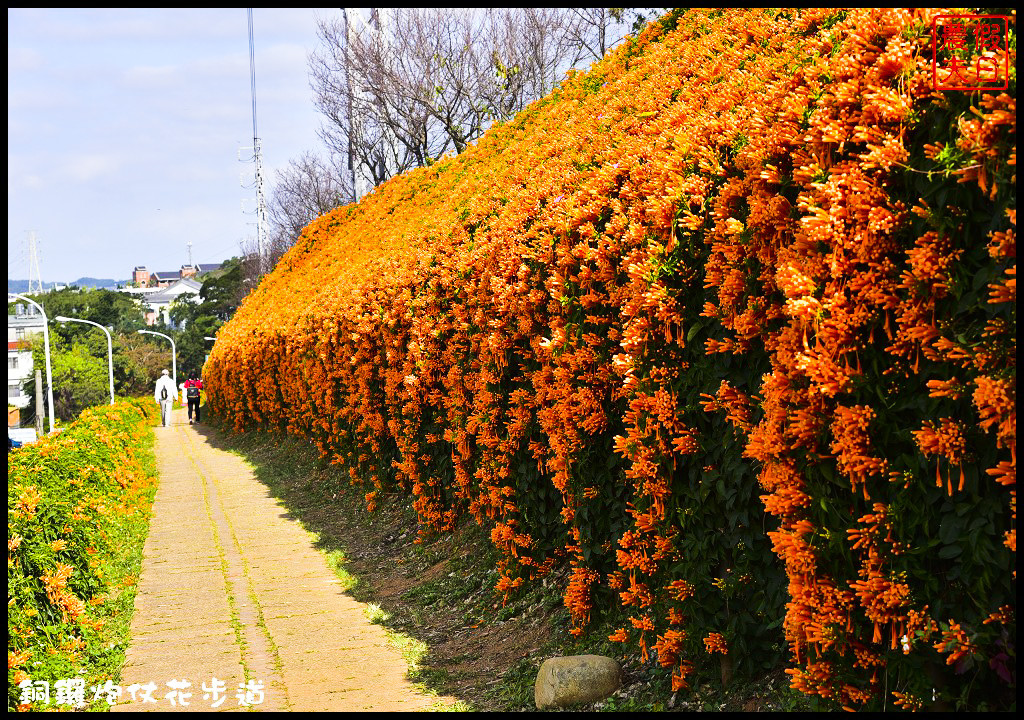 【農夫愛賞花】苗栗銅鑼炮仗花步道．走進金黃色瀑布裡/銅鑼工業區/免費參觀/一日遊/銅鑼環保公園 @假日農夫愛趴趴照