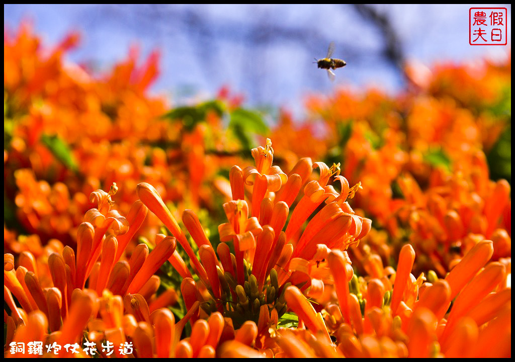 【農夫愛賞花】苗栗銅鑼炮仗花步道．走進金黃色瀑布裡/銅鑼工業區/免費參觀/一日遊/銅鑼環保公園 @假日農夫愛趴趴照