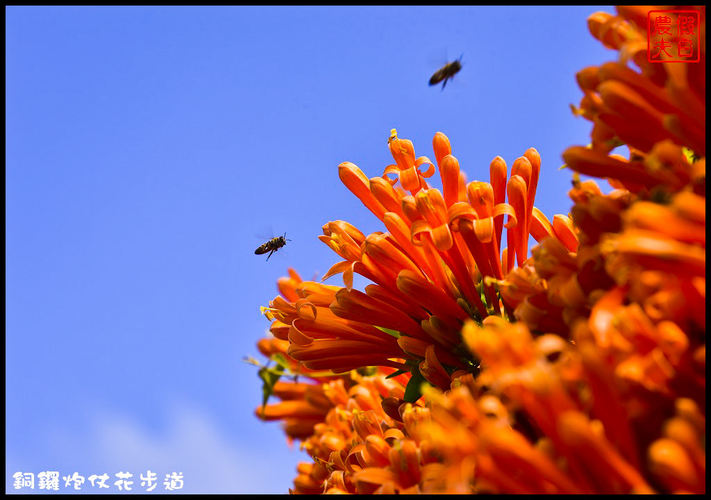 【農夫愛賞花】苗栗銅鑼炮仗花步道．走進金黃色瀑布裡/銅鑼工業區/免費參觀/一日遊/銅鑼環保公園 @假日農夫愛趴趴照