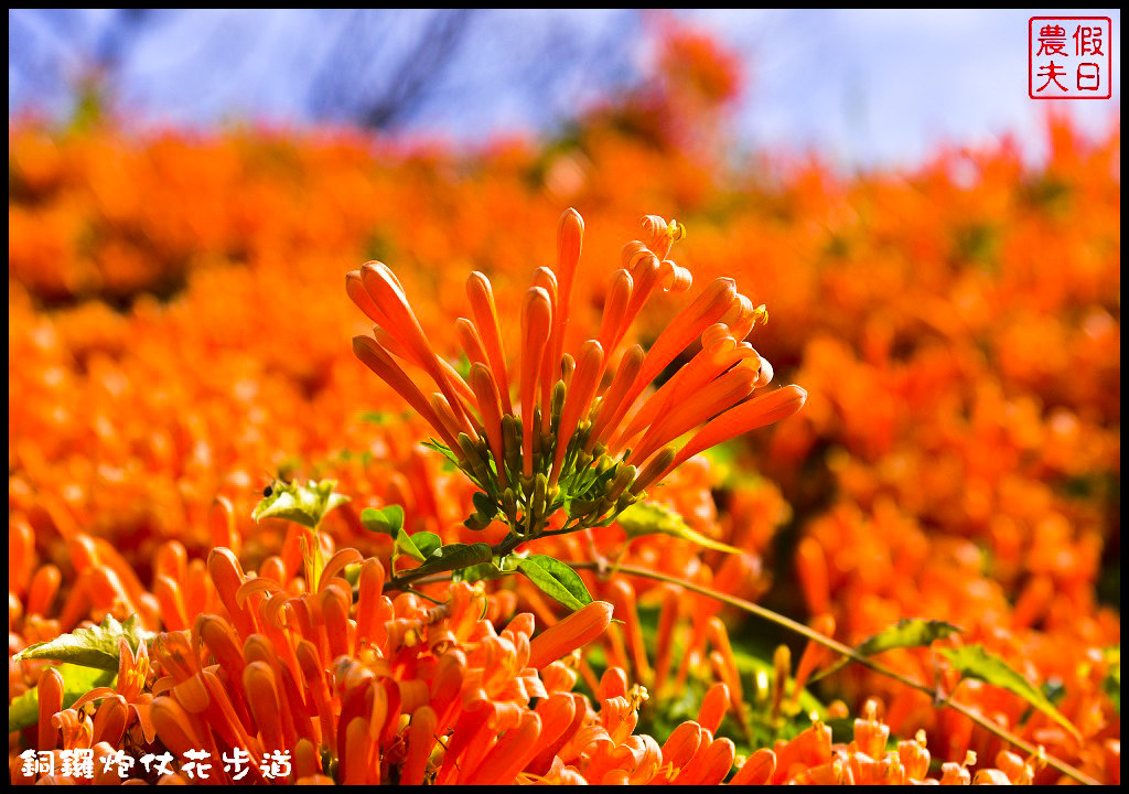 【農夫愛賞花】苗栗銅鑼炮仗花步道．走進金黃色瀑布裡/銅鑼工業區/免費參觀/一日遊/銅鑼環保公園 @假日農夫愛趴趴照