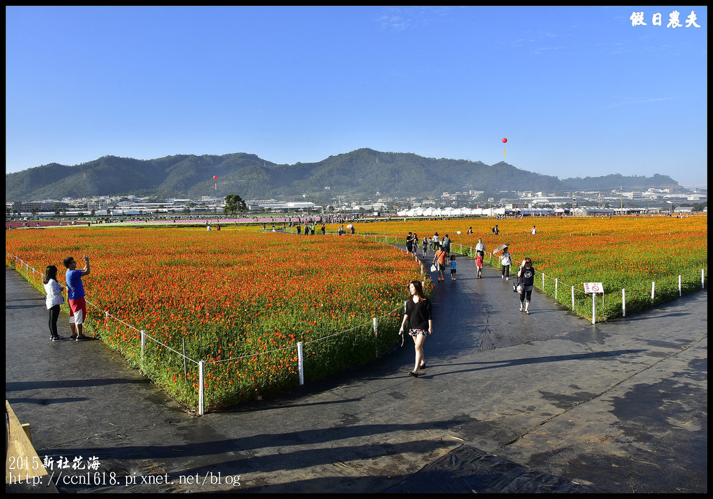 【台中旅遊】新社花海暨臺中國際花毯節於11/9正式登場/交通資訊懶人包/展館/免費/賞花/一日遊 @假日農夫愛趴趴照