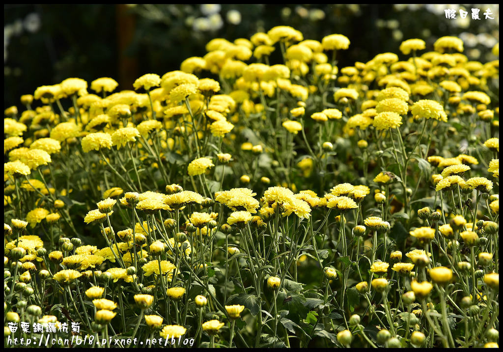 【農夫愛賞花】2015杭菊芋頭節&#8211;菊祥如芋(11/7銅鑼杭菊花況搶先看) @假日農夫愛趴趴照