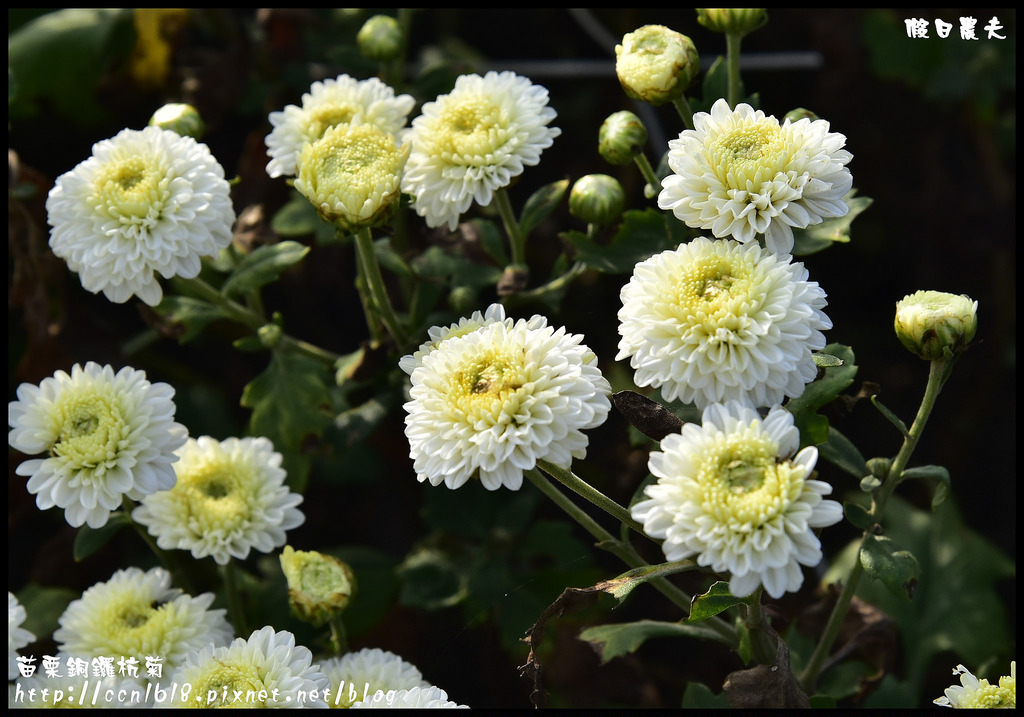 【農夫愛賞花】2015杭菊芋頭節&#8211;菊祥如芋(11/7銅鑼杭菊花況搶先看) @假日農夫愛趴趴照