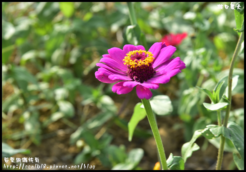 【農夫愛賞花】2015杭菊芋頭節&#8211;菊祥如芋(11/7銅鑼杭菊花況搶先看) @假日農夫愛趴趴照