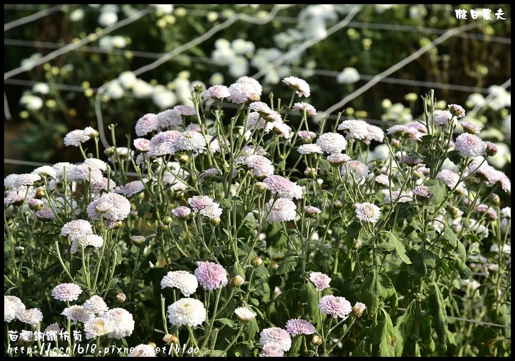 【農夫愛賞花】2015杭菊芋頭節&#8211;菊祥如芋(11/7銅鑼杭菊花況搶先看) @假日農夫愛趴趴照