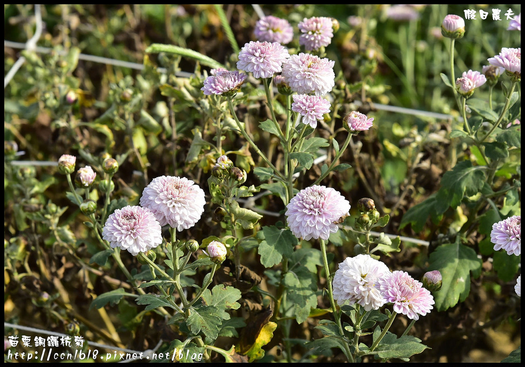 【農夫愛賞花】2015杭菊芋頭節&#8211;菊祥如芋(11/7銅鑼杭菊花況搶先看) @假日農夫愛趴趴照