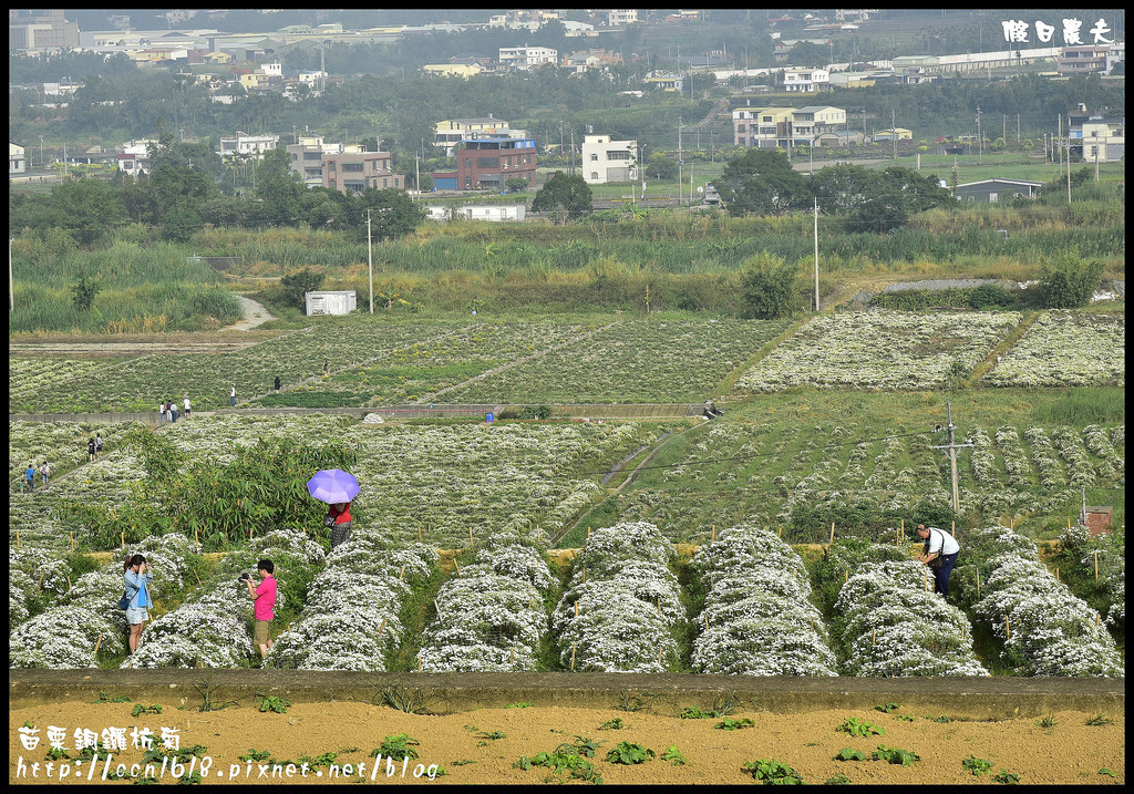 【農夫愛賞花】2015杭菊芋頭節&#8211;菊祥如芋(11/7銅鑼杭菊花況搶先看) @假日農夫愛趴趴照