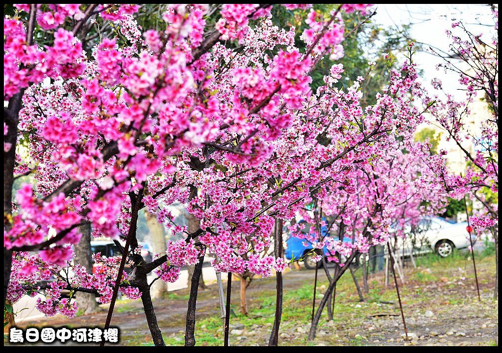 四季花曆賞花情報懶人包．梅花、櫻花、桐花、荷花、楓葉、落羽松/花季景點一覽表/跟著季節去賞花旅遊/賞花祕境 @假日農夫愛趴趴照