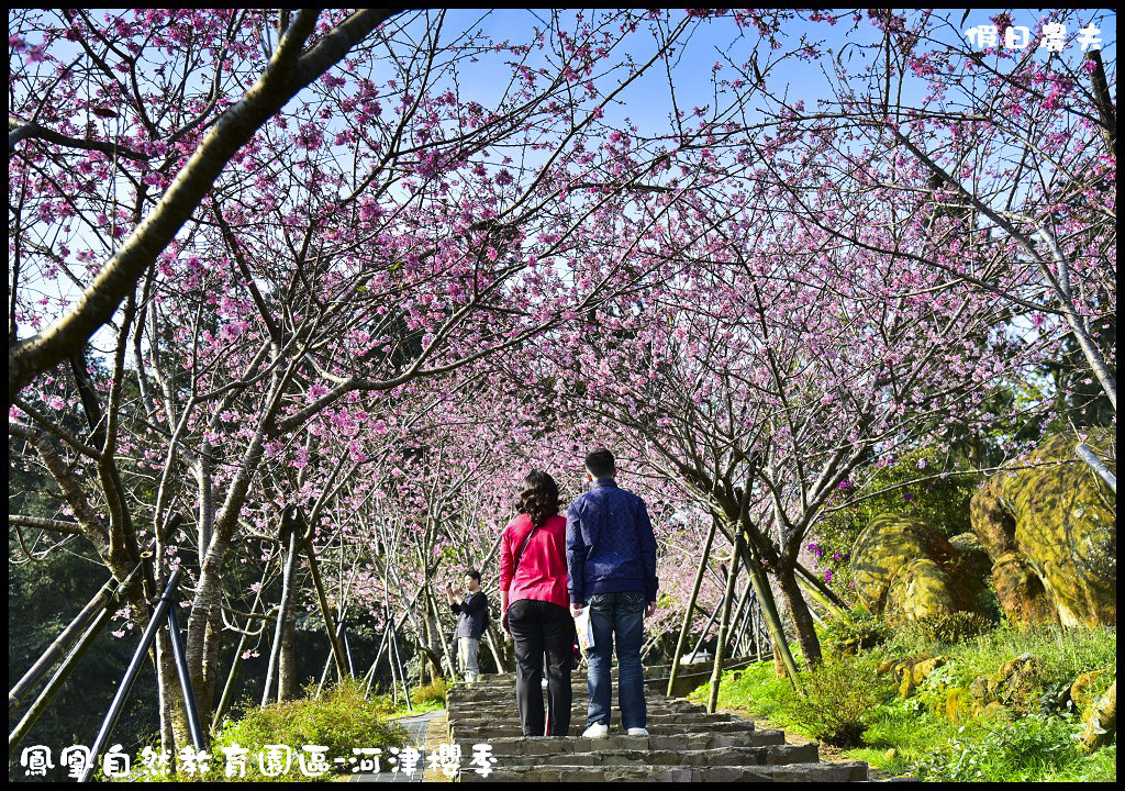 四季花曆賞花情報懶人包．梅花、櫻花、桐花、荷花、楓葉、落羽松/花季景點一覽表/跟著季節去賞花旅遊/賞花祕境 @假日農夫愛趴趴照