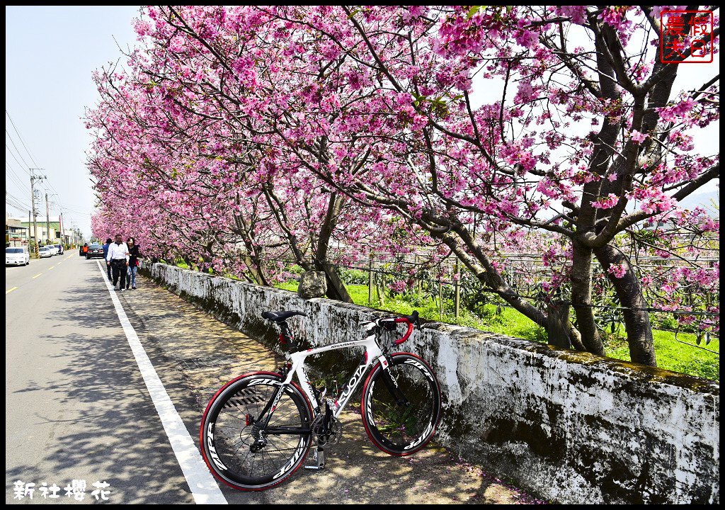 四季花曆賞花情報懶人包．梅花、櫻花、桐花、荷花、楓葉、落羽松/花季景點一覽表/跟著季節去賞花旅遊/賞花祕境 @假日農夫愛趴趴照