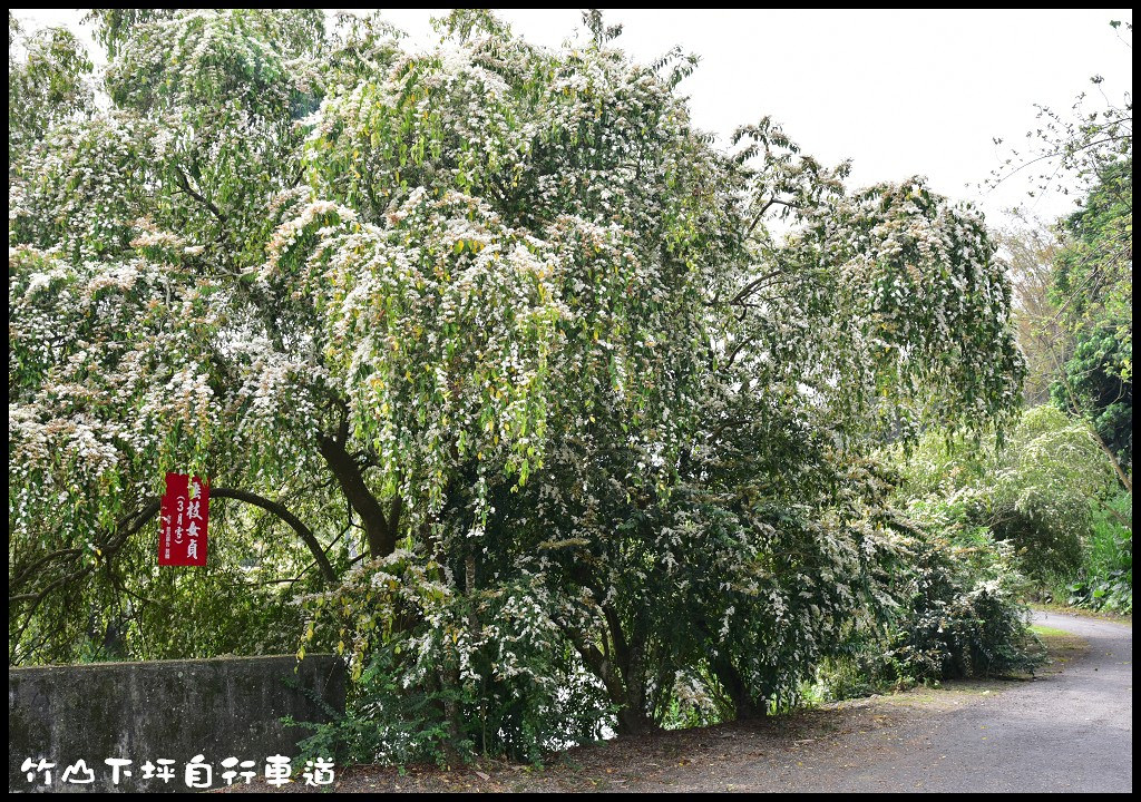 四季花曆賞花情報懶人包．梅花、櫻花、桐花、荷花、楓葉、落羽松/花季景點一覽表/跟著季節去賞花旅遊/賞花祕境 @假日農夫愛趴趴照