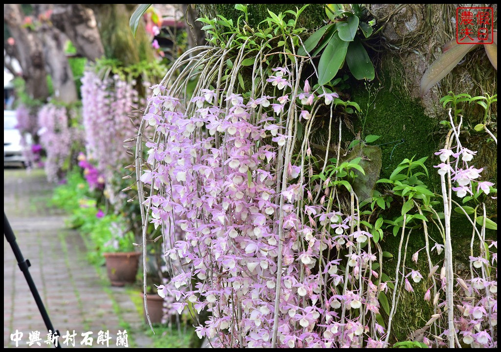 四季花曆賞花情報懶人包．梅花、櫻花、桐花、荷花、楓葉、落羽松/花季景點一覽表/跟著季節去賞花旅遊/賞花祕境 @假日農夫愛趴趴照