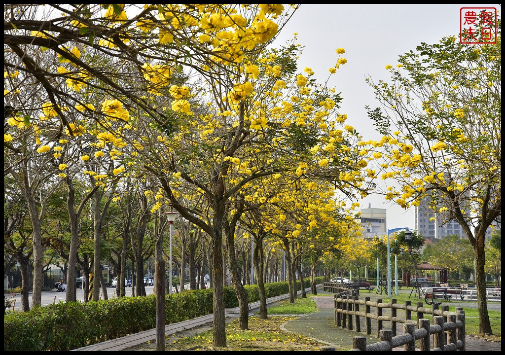 四季花曆賞花情報懶人包．梅花、櫻花、桐花、荷花、楓葉、落羽松/花季景點一覽表/跟著季節去賞花旅遊/賞花祕境 @假日農夫愛趴趴照