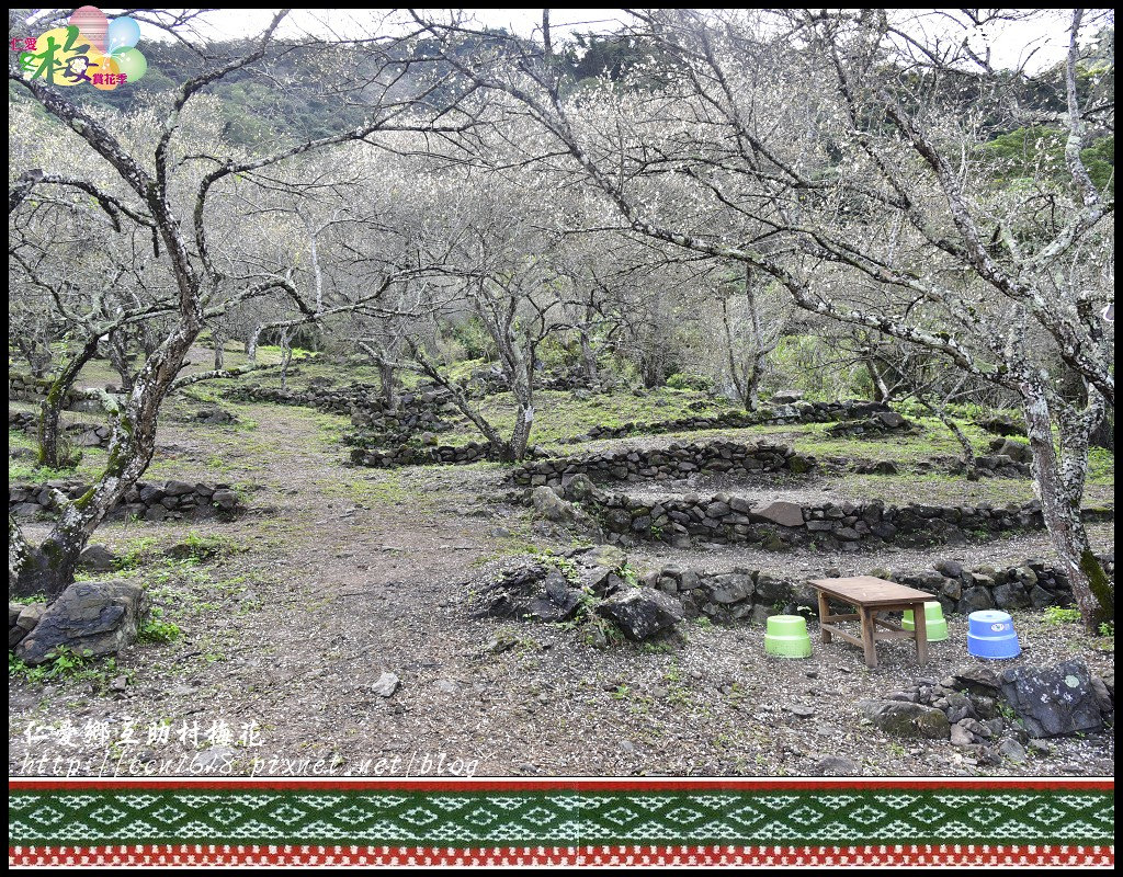 【農夫愛賞花】仁愛鄉互助村梅花飄雪．把握最後的賞花期 @假日農夫愛趴趴照