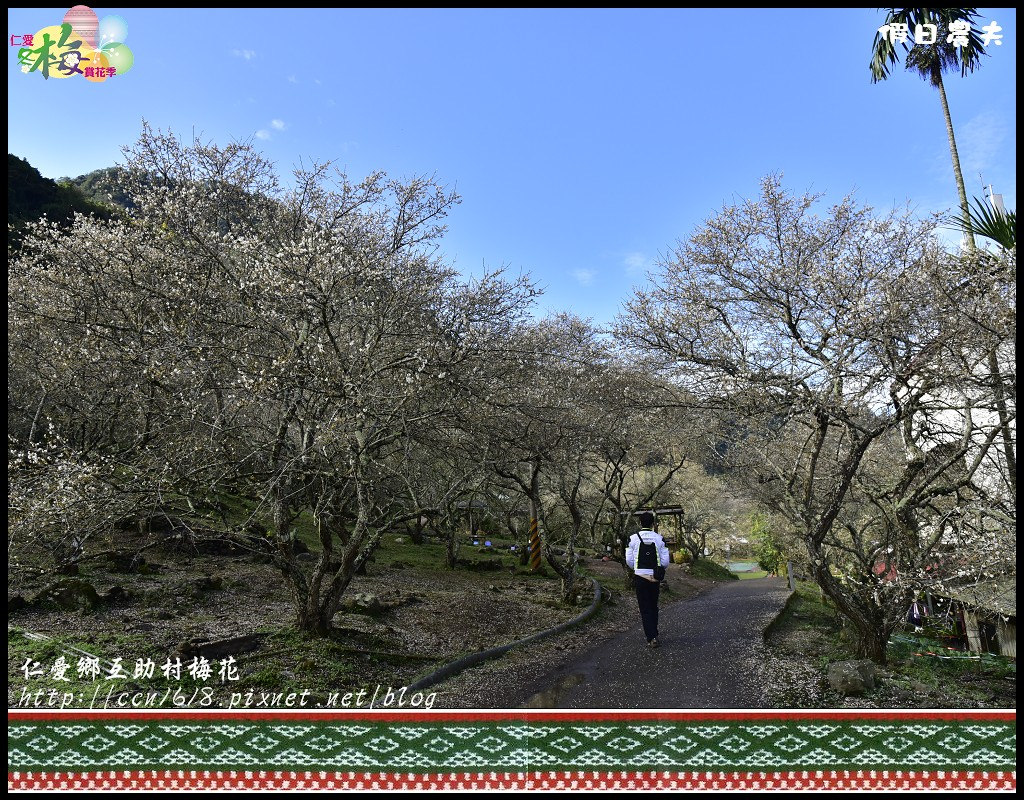 【農夫愛賞花】仁愛鄉互助村梅花飄雪．把握最後的賞花期 @假日農夫愛趴趴照