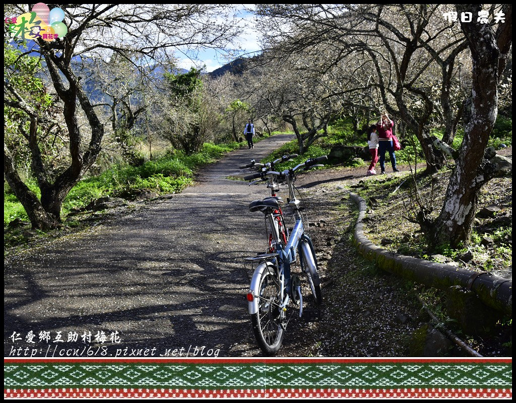 【農夫愛賞花】仁愛鄉互助村梅花飄雪．把握最後的賞花期 @假日農夫愛趴趴照