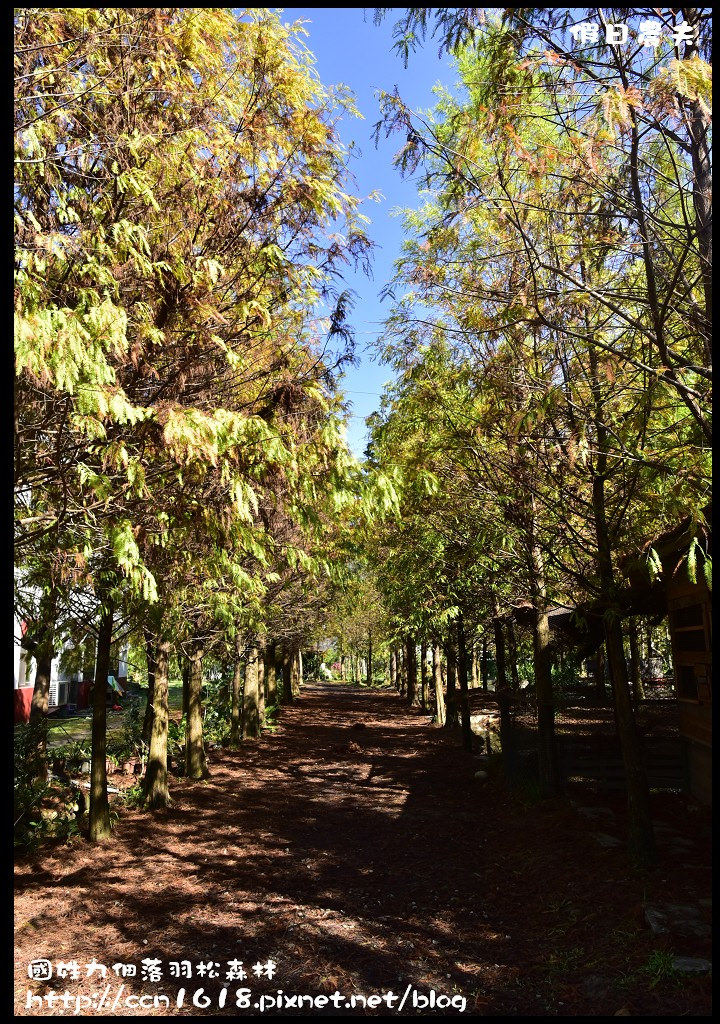 南投景點|國姓九佃落羽松森林．小而美私房秘境 @假日農夫愛趴趴照