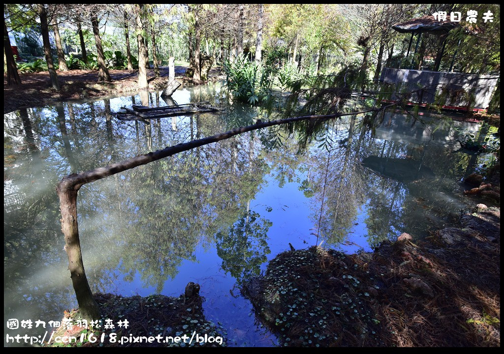 南投景點|國姓九佃落羽松森林．小而美私房秘境 @假日農夫愛趴趴照