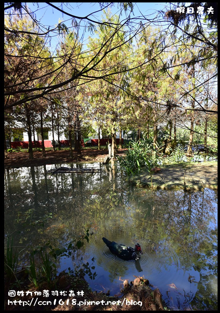 南投景點|國姓九佃落羽松森林．小而美私房秘境 @假日農夫愛趴趴照