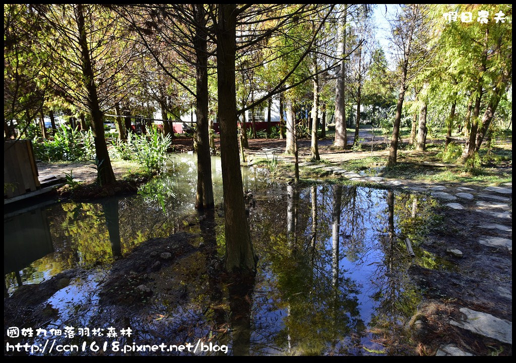 南投景點|國姓九佃落羽松森林．小而美私房秘境 @假日農夫愛趴趴照