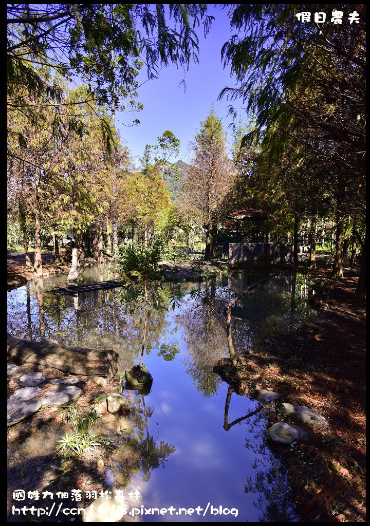 南投景點|國姓九佃落羽松森林．小而美私房秘境 @假日農夫愛趴趴照