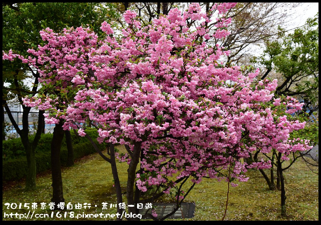 【日本旅遊】東京賞櫻自由行‧荒川線一日遊/都電荒川線一日券/季節對還能賞櫻 @假日農夫愛趴趴照