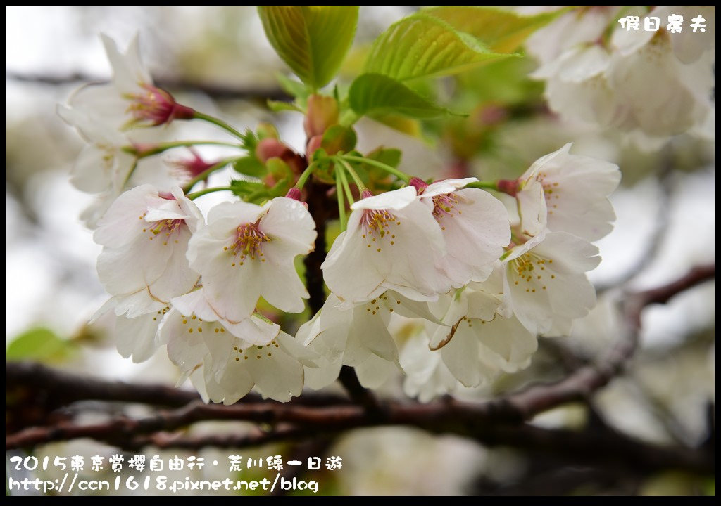 【日本旅遊】東京賞櫻自由行‧荒川線一日遊/都電荒川線一日券/季節對還能賞櫻 @假日農夫愛趴趴照