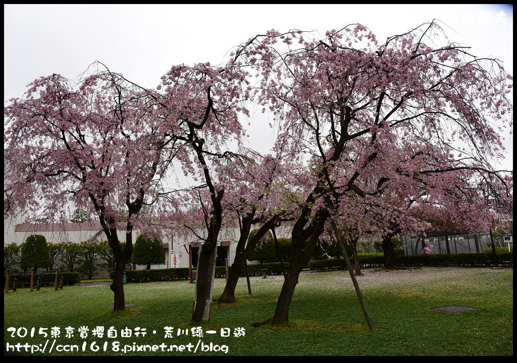 【日本旅遊】東京賞櫻自由行‧荒川線一日遊/都電荒川線一日券/季節對還能賞櫻 @假日農夫愛趴趴照