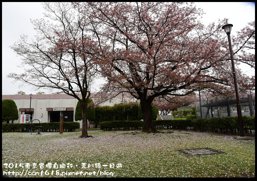 【日本旅遊】東京賞櫻自由行‧荒川線一日遊/都電荒川線一日券/季節對還能賞櫻 @假日農夫愛趴趴照