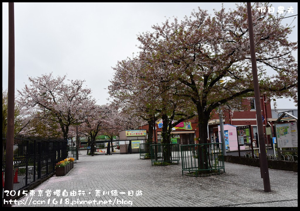 【日本旅遊】東京賞櫻自由行‧荒川線一日遊/都電荒川線一日券/季節對還能賞櫻 @假日農夫愛趴趴照